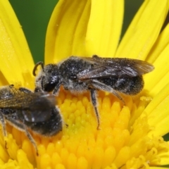 Lasioglossum (Chilalictus) lanarium at Evatt, ACT - 13 Feb 2022