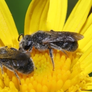 Lasioglossum (Chilalictus) lanarium at Evatt, ACT - 13 Feb 2022