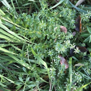 Galium aparine at Garran, ACT - 2 Jun 2022