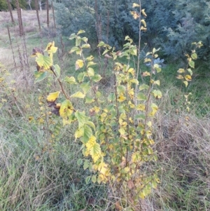 Ulmus procera at Molonglo Valley, ACT - 29 May 2022 01:06 PM