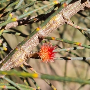 Allocasuarina verticillata at Jerrabomberra, ACT - 8 Jun 2022 01:48 PM