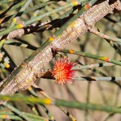 Allocasuarina verticillata (Drooping Sheoak) at Jerrabomberra, ACT - 8 Jun 2022 by Mike