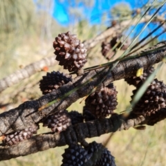 Allocasuarina verticillata at Jerrabomberra, ACT - 8 Jun 2022 01:48 PM