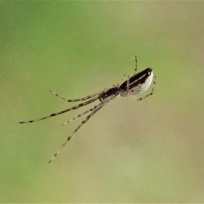 Tetragnatha demissa (Tetragnatha demissa) at Cook, ACT - 12 Feb 2021 by CathB