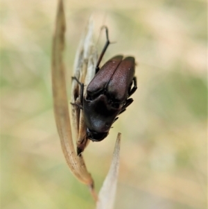 Macrosiagon sp. (genus) at Cook, ACT - 19 Feb 2021