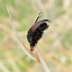 Macrosiagon sp. (genus) at Cook, ACT - 19 Feb 2021