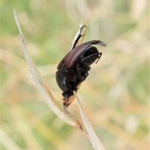 Macrosiagon sp. (genus) at Cook, ACT - 19 Feb 2021