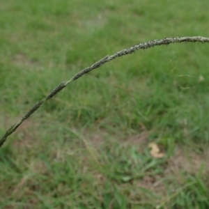 Sporobolus sp. at Cook, ACT - 19 Feb 2021