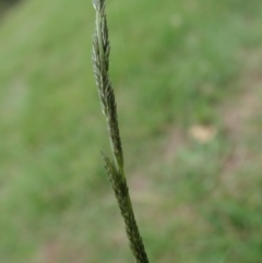 Sporobolus sp. at Cook, ACT - 19 Feb 2021