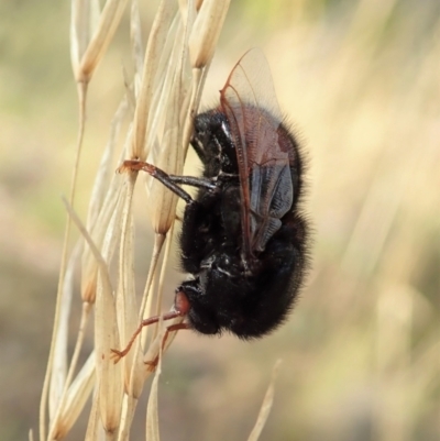 Pterodontia mellii (Hunchback Fly, Small-headed Fly) at Aranda, ACT - 3 Mar 2021 by CathB