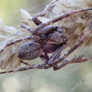 Hortophora sp. (genus) at Aranda, ACT - 5 Mar 2021 05:20 PM