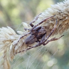 Hortophora sp. (genus) at Aranda, ACT - 5 Mar 2021 05:20 PM