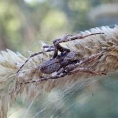 Hortophora sp. (genus) at Aranda, ACT - 5 Mar 2021 05:20 PM