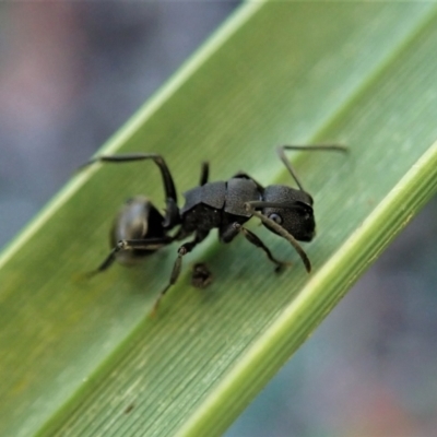 Polyrhachis phryne (A spiny ant) at Aranda Bushland - 1 May 2021 by CathB