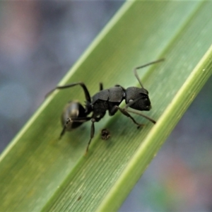 Polyrhachis phryne at Molonglo Valley, ACT - 1 May 2021 03:53 PM