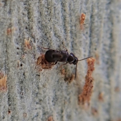 Staphylinidae (family) (Rove beetle) at Aranda Bushland - 16 Apr 2021 by CathB