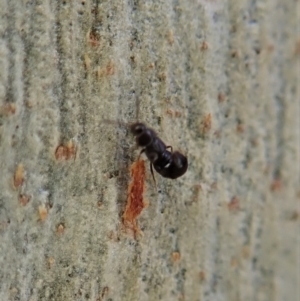 Staphylinidae (family) at Molonglo Valley, ACT - 16 Apr 2021