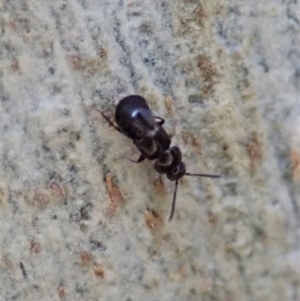 Staphylinidae (family) at Molonglo Valley, ACT - 16 Apr 2021