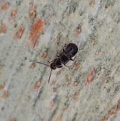 Staphylinidae (family) at Molonglo Valley, ACT - 16 Apr 2021