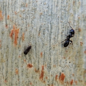 Staphylinidae (family) at Molonglo Valley, ACT - 16 Apr 2021