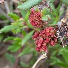 Gonocarpus tetragynus (Common Raspwort) at Fentons Creek, VIC - 8 Jun 2022 by KL