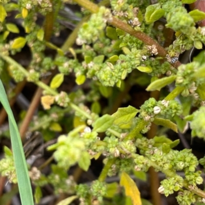 Dysphania pumilio (Small Crumbweed) at Fentons Creek, VIC - 8 Jun 2022 by KL