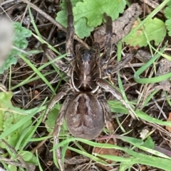 Tasmanicosa sp. (genus) (Tasmanicosa wolf spider) at Fentons Creek, VIC - 8 Jun 2022 by KL