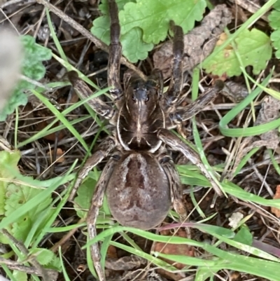 Unidentified Wolf spider (Lycosidae) at Fentons Creek, VIC - 8 Jun 2022 by KL