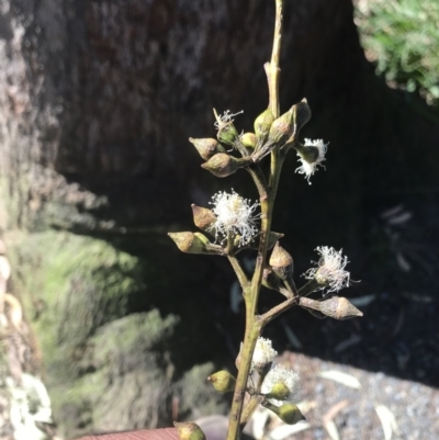 Eucalyptus pilularis (Blackbutt) at Moonee Beach, NSW - 8 Jun 2022 by BrianH