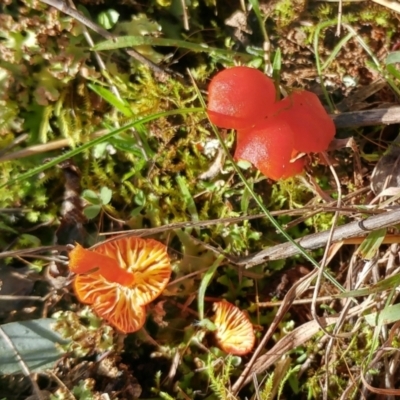 Hygrocybe sp. ‘red’ (A Waxcap) at Hawker, ACT - 8 Jun 2022 by sangio7