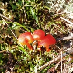 Hygrocybe sp. ‘red’ at Hawker, ACT - 8 Jun 2022 01:54 PM