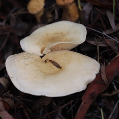 Unidentified Cap on a stem; gills below cap [mushrooms or mushroom-like] at Cook, ACT - 1 Jun 2022 by Tammy