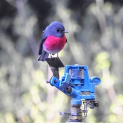 Petroica rosea (Rose Robin) at Acton, ACT - 8 Jun 2022 by HelenCross