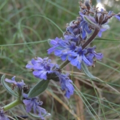 Ajuga australis (Austral Bugle) at Paddys River, ACT - 13 Feb 2022 by michaelb