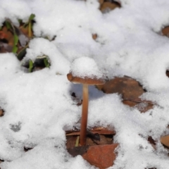 Unidentified Cap on a stem; gills below cap [mushrooms or mushroom-like] at Paddys River, ACT - 8 Jun 2022 by TimL