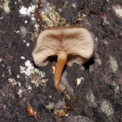 Unidentified Cap on a stem; gills below cap [mushrooms or mushroom-like] at Tidbinbilla Nature Reserve - 8 Jun 2022 by TimL