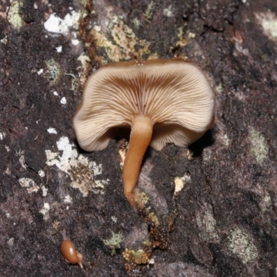 Unidentified Cap on a stem; gills below cap [mushrooms or mushroom-like] at Paddys River, ACT - 8 Jun 2022 by TimL