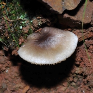 zz agaric (stem; gills white/cream) at Paddys River, ACT - 8 Jun 2022