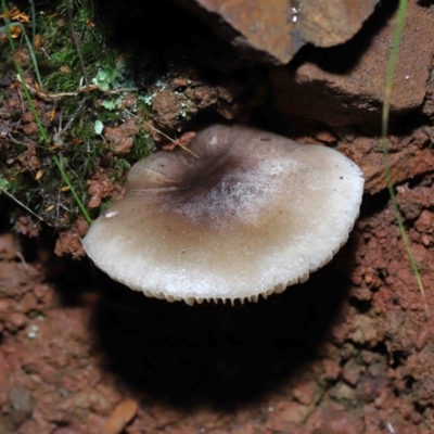 zz agaric (stem; gills white/cream) at Paddys River, ACT - 8 Jun 2022 by TimL