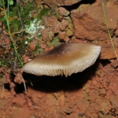 zz agaric (stem; gills white/cream) at Paddys River, ACT - 8 Jun 2022