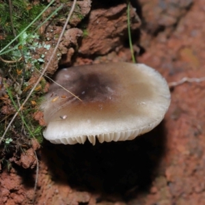 zz agaric (stem; gills white/cream) at Paddys River, ACT - 8 Jun 2022