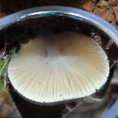 zz agaric (stem; gills white/cream) at Paddys River, ACT - 8 Jun 2022