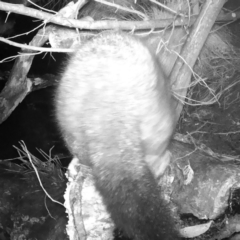 Trichosurus vulpecula (Common Brushtail Possum) at Booth, ACT - 6 Jun 2022 by ChrisHolder