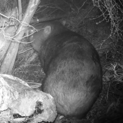 Vombatus ursinus (Common wombat, Bare-nosed Wombat) at Booth, ACT - 5 Jun 2022 by ChrisHolder