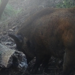 Sus scrofa (Pig (feral)) at Namadgi National Park - 5 Jun 2022 by ChrisHolder