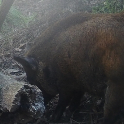 Sus scrofa (Wild Boar, Feral Pig) at Booth, ACT - 5 Jun 2022 by ChrisHolder