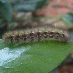 Ardices glatignyi (Black and White Tiger Moth (formerly Spilosoma)) at Spence, ACT - 27 May 2022 by Laserchemisty