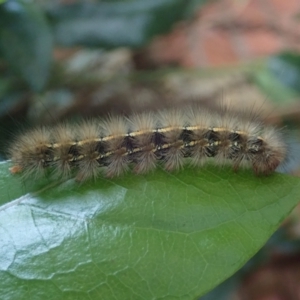 Ardices glatignyi at Spence, ACT - 27 May 2022 03:06 PM