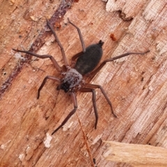 Hemicloea sp. (genus) (Flat bark spider) at Rugosa - 9 Jun 2022 by SenexRugosus