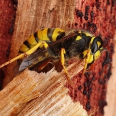 Vespula germanica (German Yellowjacket Wasp (also known as European Wasp)) at Yass River, NSW - 9 Jun 2022 by SenexRugosus